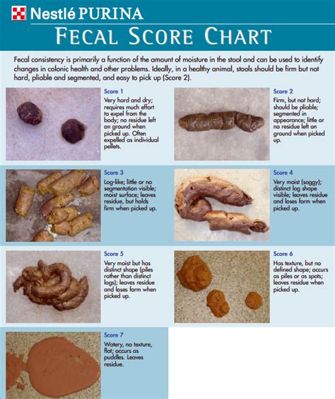 fecal-chart | Newstead Veterinary Services