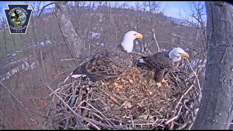 Bald eagle nest cam near Hanover captures nest building - YouTube