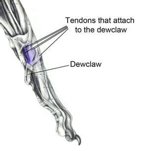 Why Are Dew Claws Removed From Puppies