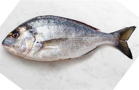 Gilt Head Bream (Sparus aurata) Facts: Profile, Recipe, Traits - SeaFish