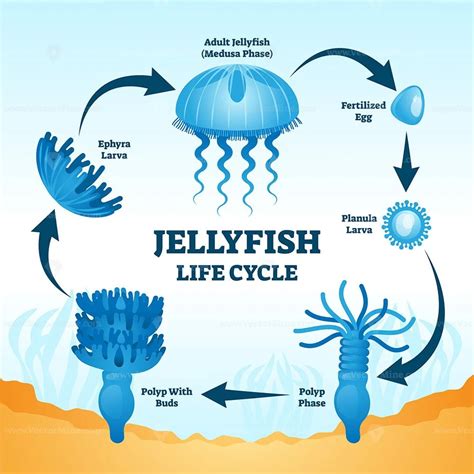 Diagram Showing Life Cycle Of Jellyfish Illustration Stock Vector Image | Images and Photos finder