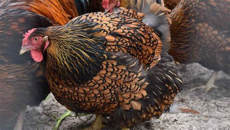 Golden Laced Wyandotte: Egg Laying, Broodiness and Temperament - The ...