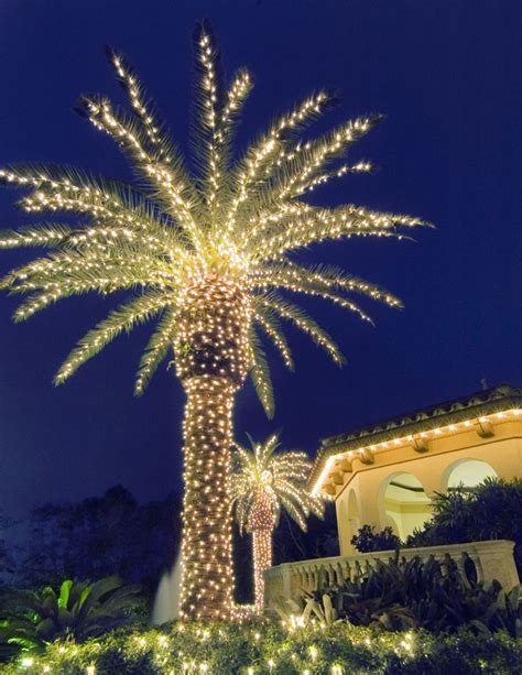 Lighting Texas palms trees creates a paradise in your evening landscape ...