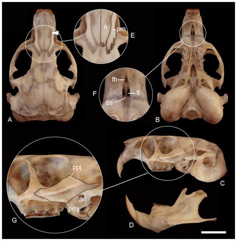 Uncovering the species diversity of subterranean rodents at the end of the World: three new ...