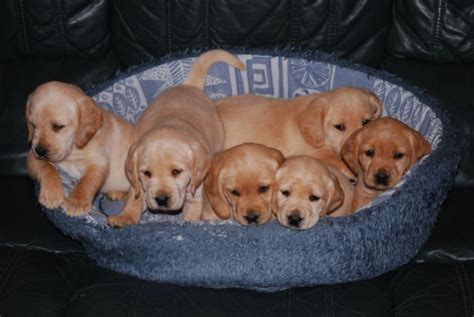 Cocker Spaniel Cross Labrador Puppies | Dog Breed Information