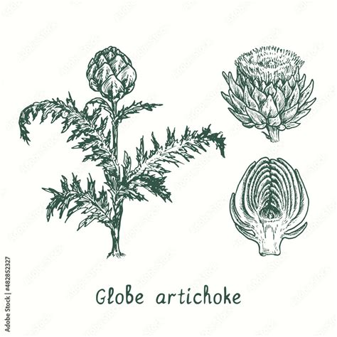 Globe artichoke plant, whole flower and cut half. Ink black and white doodle drawing in woodcut ...