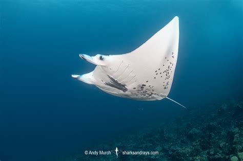 Reef Manta Ray - Mobula alfredi