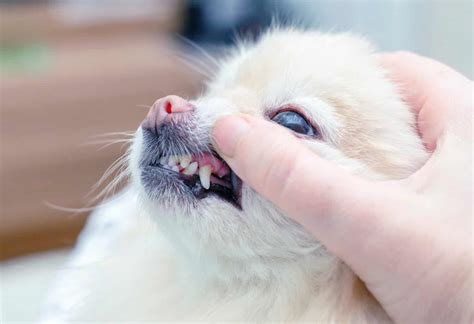 Healthy Dog Gums vs. Unhealthy: Warning Signs and Care Tips - A-Z Animals