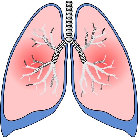 Lungs PNG, SVG Clip art for Web - Download Clip Art, PNG Icon Arts