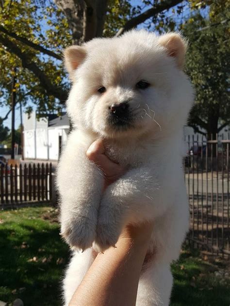 TWO CUTE CHOW CHOW PUPPIES FOR ADOPTION TEXT OR CALL 832X 429 X-57 X97? PHOENIX For sale Phoenix ...