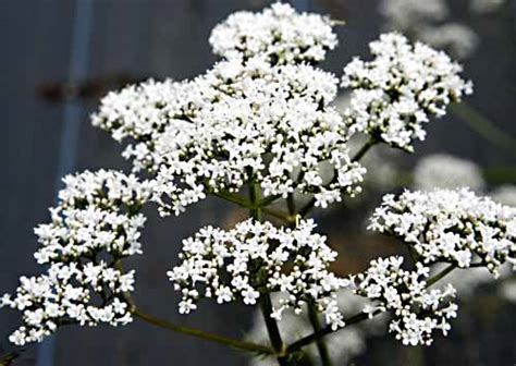 Valerian (Valerian officinalis) organically grown flower seeds. Floral ...