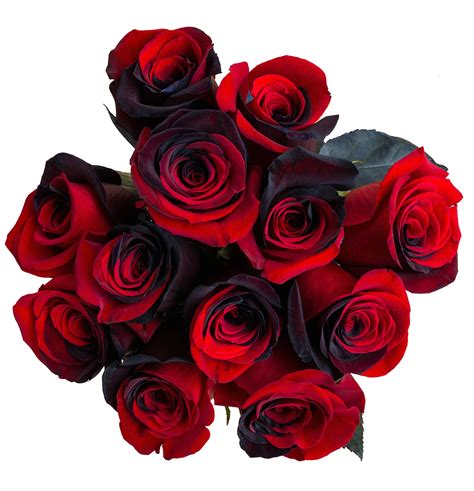 Black And Red Rose Flower