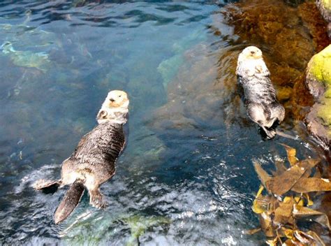 Pair of sea otters at Lisbon Oceanario (aquarium) - ZooChat