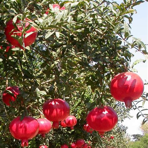 Wonderful Pomegranate | C&J Gardening Center