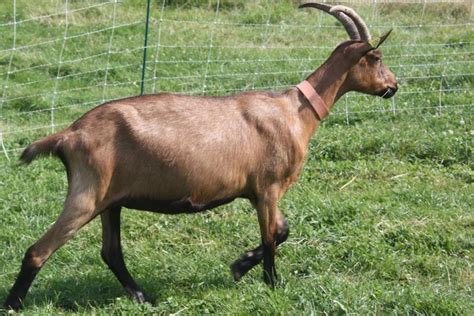 French Alpine Goats - Breed Profile - Goat Journal