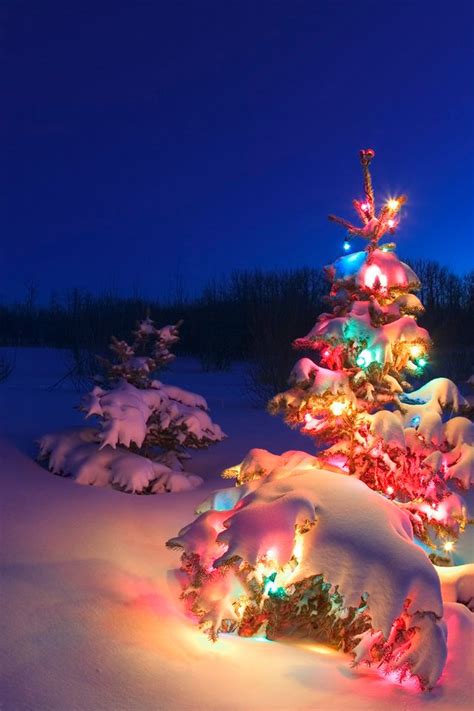 Snowy night Christmas lights. | Snowy christmas tree, Christmas ...