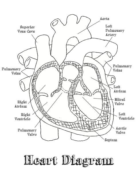 Human Heart Labeling Worksheet | Heart diagram, Heart coloring pages ...