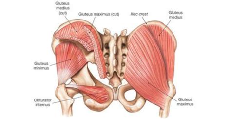 GLUTEUS MINIMUS MUSCLE: - Mobile Physiotherapy Clinic