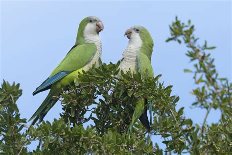 Interesting Facts About Quaker Parrots