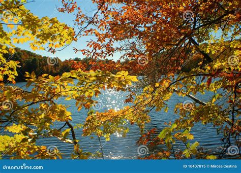 Autumn Leaves On A Sunny Day Stock Image - Image of beauty, calming: 10407015