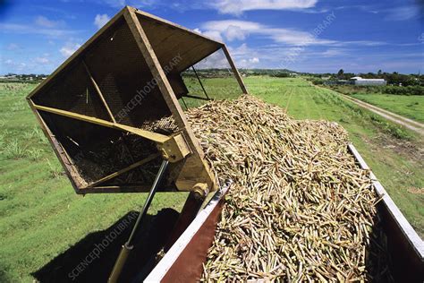 Harvesting sugar cane - Stock Image - E768/0282 - Science Photo Library