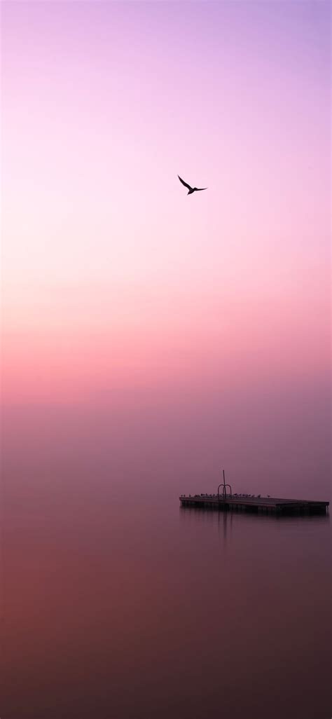 bird flying over body of water during daytime #animal #bird #nature #water #sky #iPhone11Wallpa ...