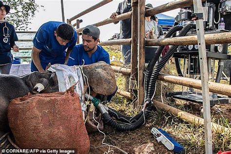 Colombia Begins Sterilization Of Pablo Escobar's Rogue 'cocaine Hippos ...