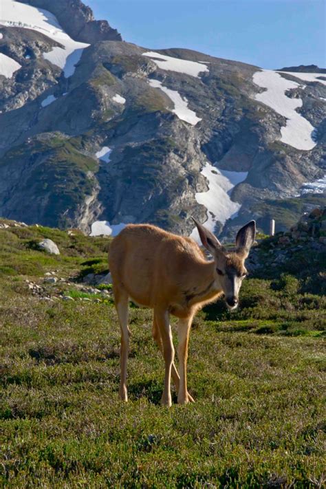 Wildlife of the North Cascades | North Western Images - photos by Andy Porter