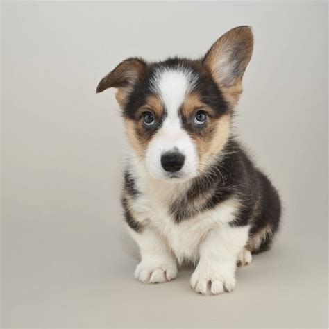 Miniature Corgi - Breed Profile & Information of Mini Corgis