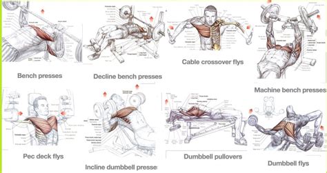 Best Chest Exercises for Mass - Training for Size - Bodydulding