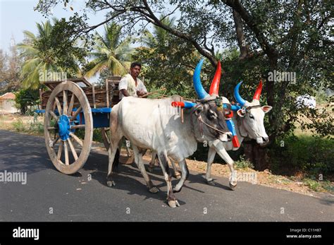 Ox cart, oxen with colourful horns, Tamil Nadu, Tamilnadu, South Stock ...