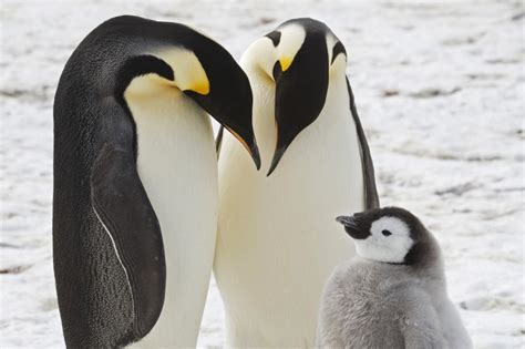 Four new emperor penguin colonies spotted in Antarctica by scientists analyzing poop