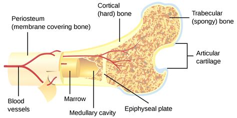 11.4 Structure of Bone – Human Biology