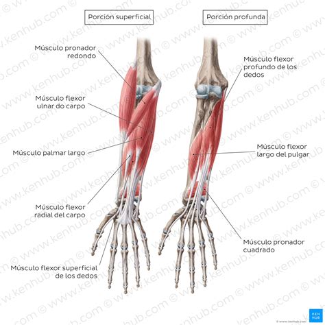 Músculos Del Brazo: Anatomía, Nombres Y Fotos | chegos.pl