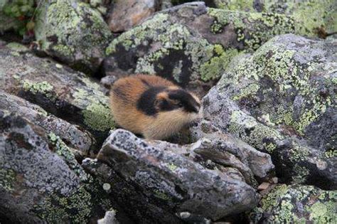 DNA from fossils reveal the origin of the Norwegian lemming