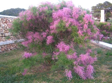 tamaryszek piecioprecikowy pink cascade - Tamarix ramosissima Pink Cascade