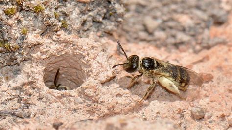 How to Get Rid of Ground Bees? Best Solutions To Deploy With Ease