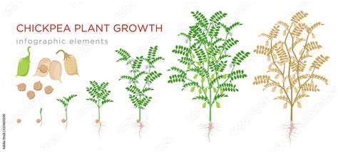 Chickpea plant growth stages infographic elements. Growing process of chickpeas from seeds ...