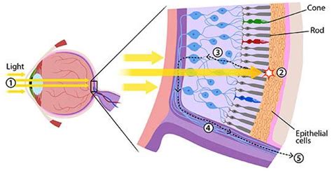 Rhodopsin and Retinal Physiology - VisiVite