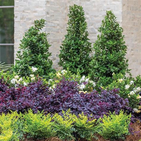 Holly trees | Front yard plants, Southern living plants, Side yard landscaping