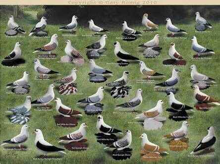 Pigeon family | Pigeon breeds, Cute pigeon, Pigeon pictures