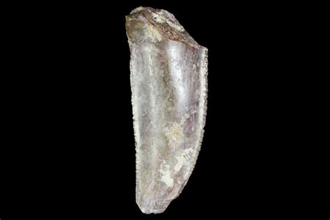 Serrated, .69" Fossil Shark (Xenacanthus) Tooth - Texas (#136345) For ...