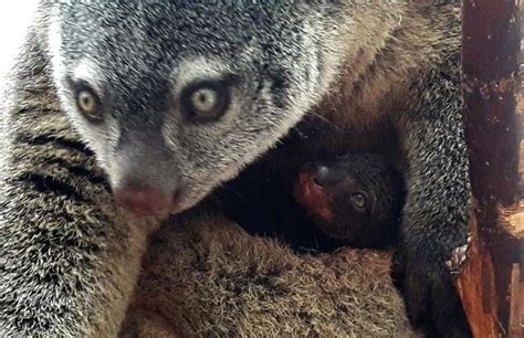 Rare Sulawesi bear cuscus born in captivity for first time