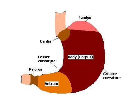 Image result for antrum and fundus | Stomach, Medical school, Anatomy