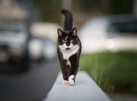 10 Cat Breeds With Black and White Coloring