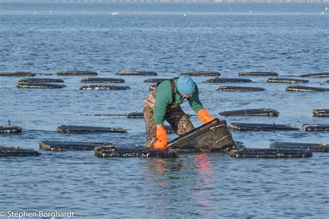 Army Vet Dives Into Oyster Farming - FARMER VETERAN COALITION