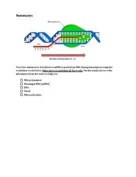 Simple DNA vs. RNA and Transcription Amoeba Sisters Video Worksheet