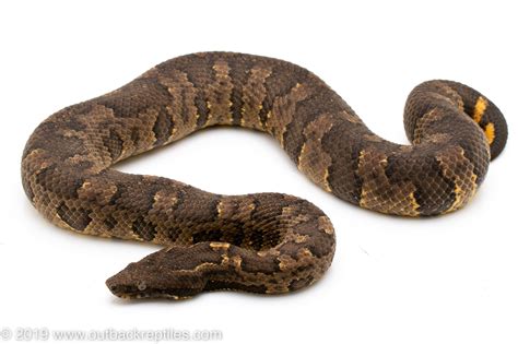 Viper Boa female normal gravid | Outback Reptiles