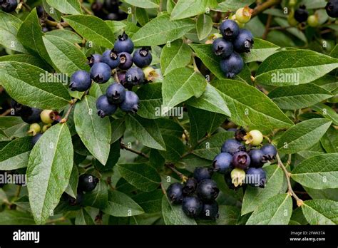 Wild berry bush hi-res stock photography and images - Alamy