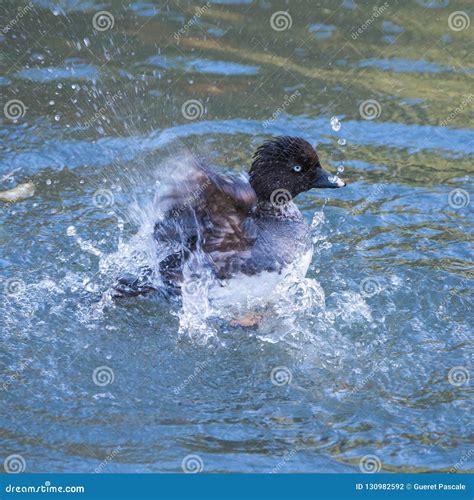 Common Goldeneye, duck stock photo. Image of animal - 130982592